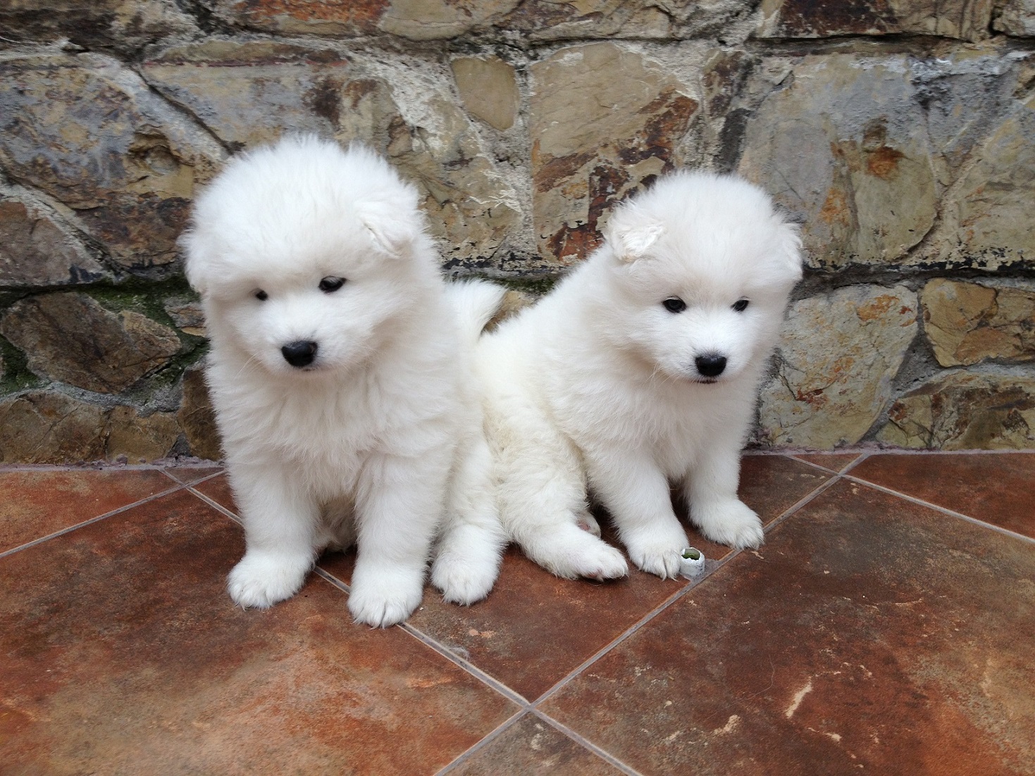 Samoyedo