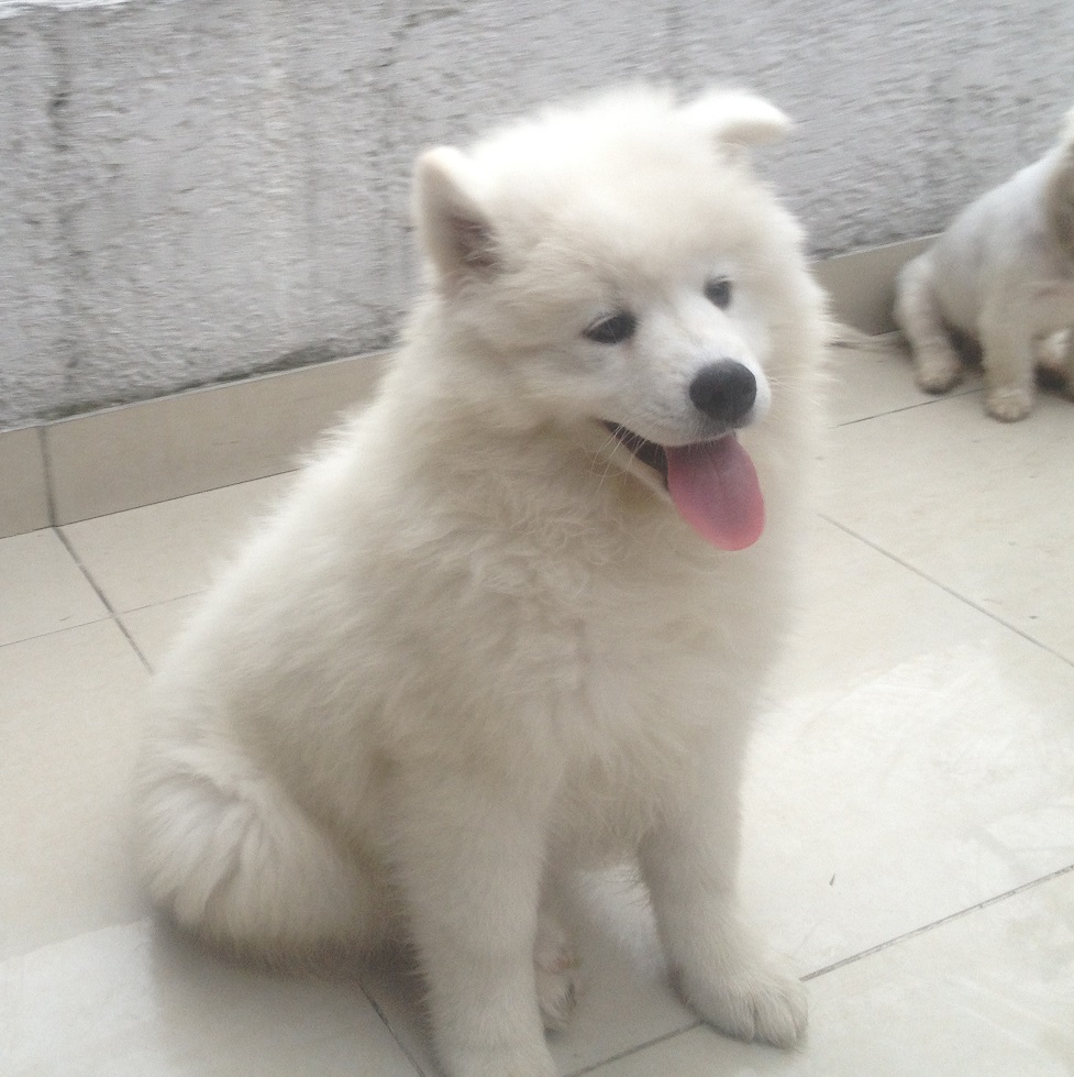 Samoyedo3