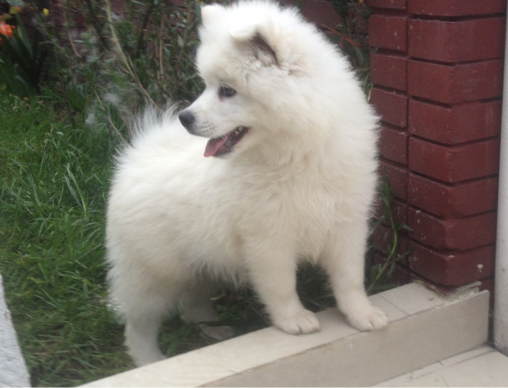 Samoyedo4