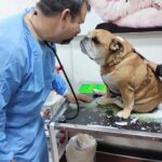 veterinario con perrito